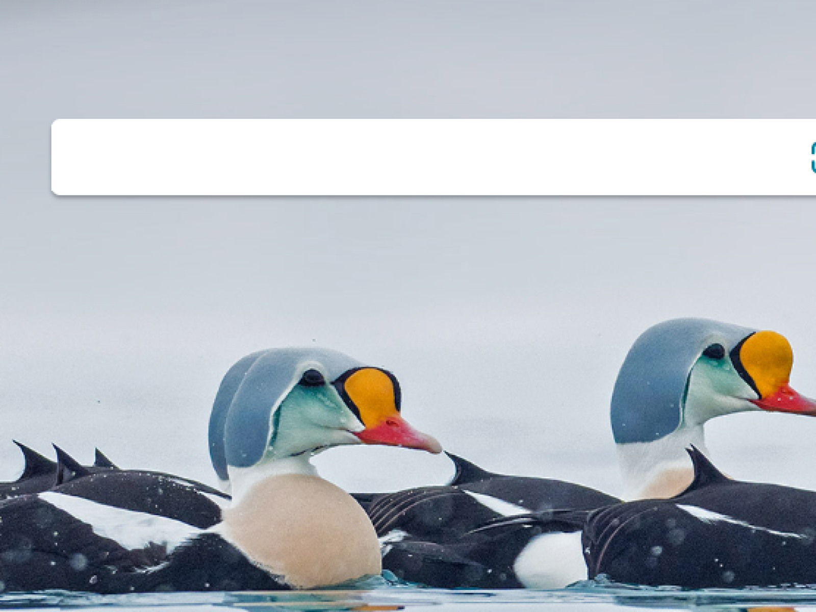 Bing Animal Microsoft Is Nature, Animal, Crab, Bing, Microsoft,