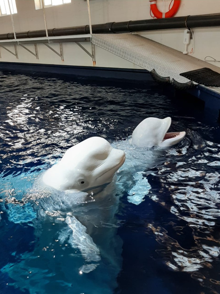beluga
