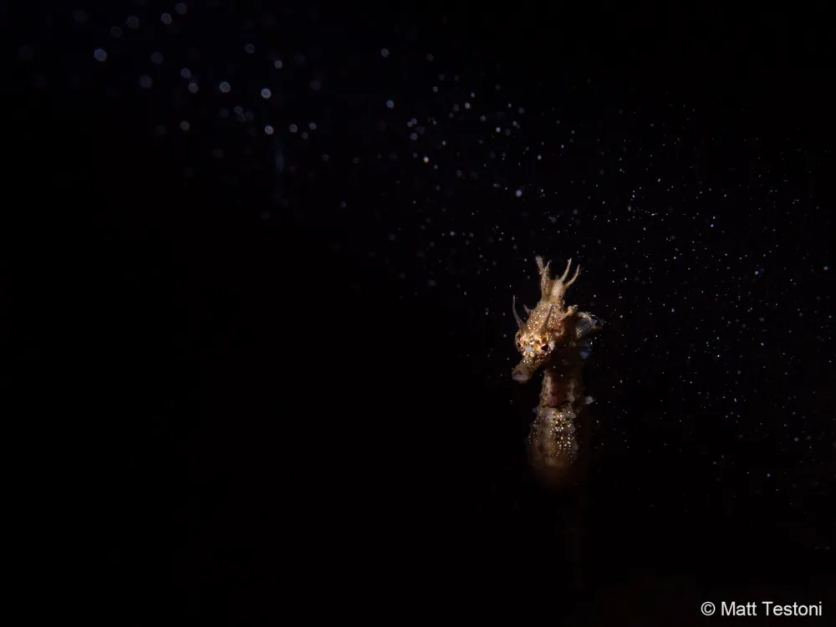 Midnight Seahorse