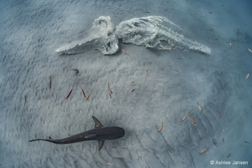 Nature’s Prey