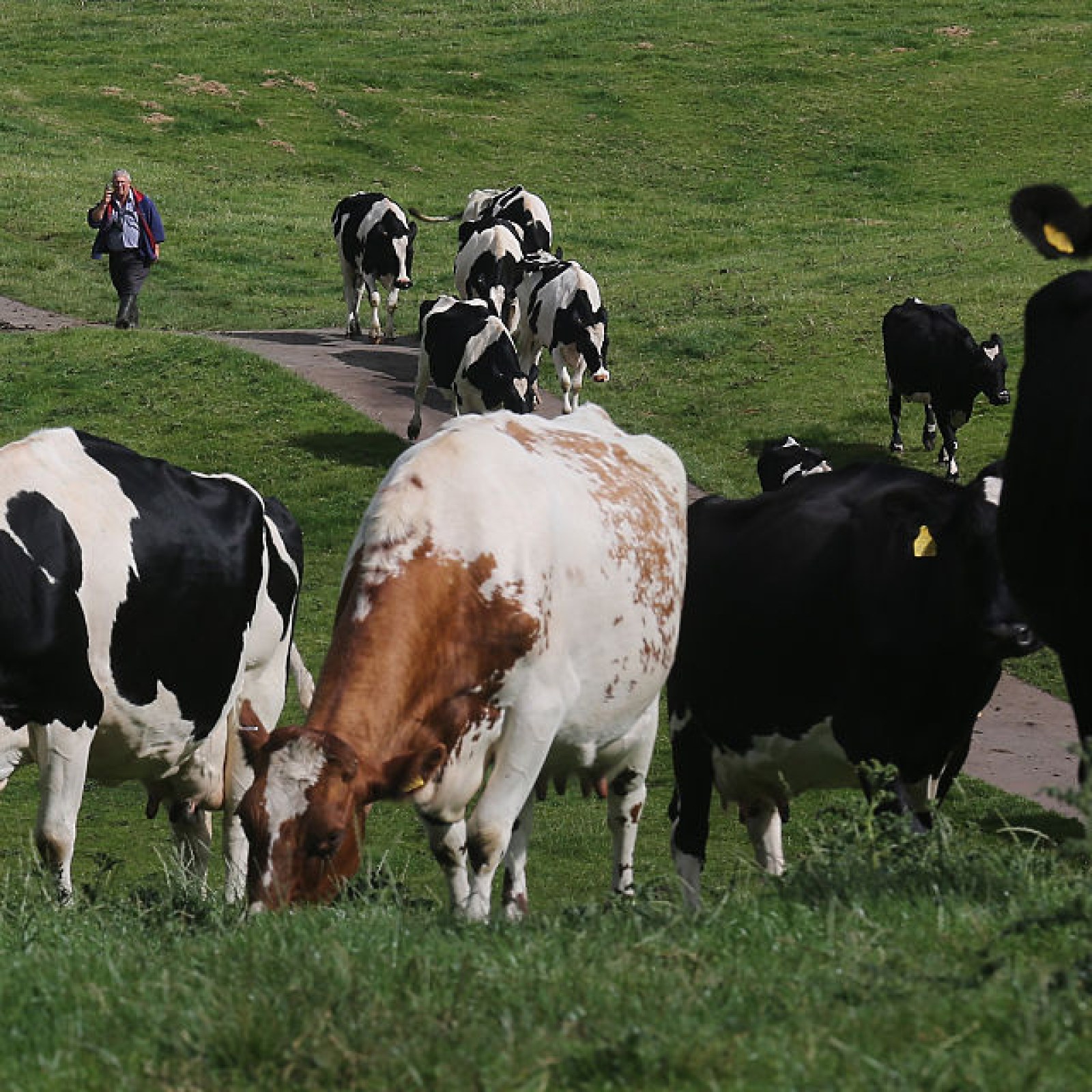 Genic Cows Genetically Engineered Cows A Complete Guide To Dairy Cattle Genetics