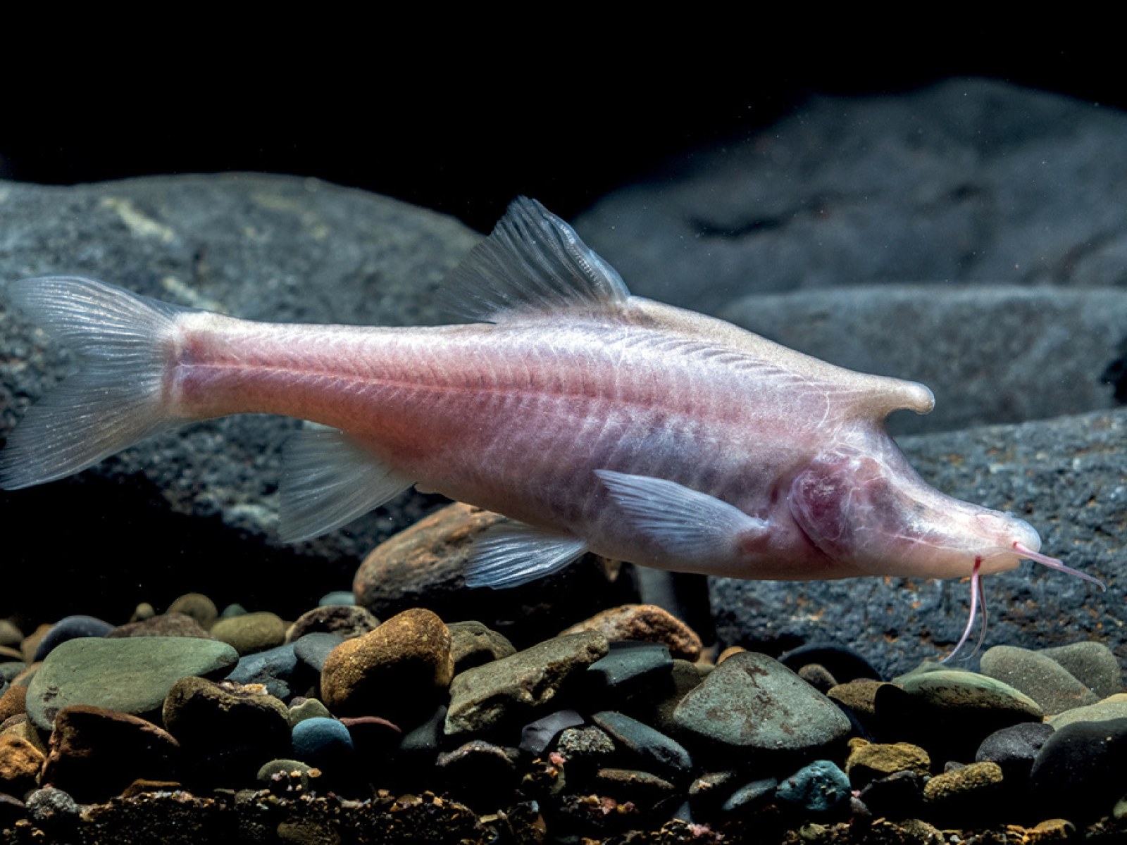Undichna Fish Unicorn Fish Bluespine Unicornfish Wikipedia