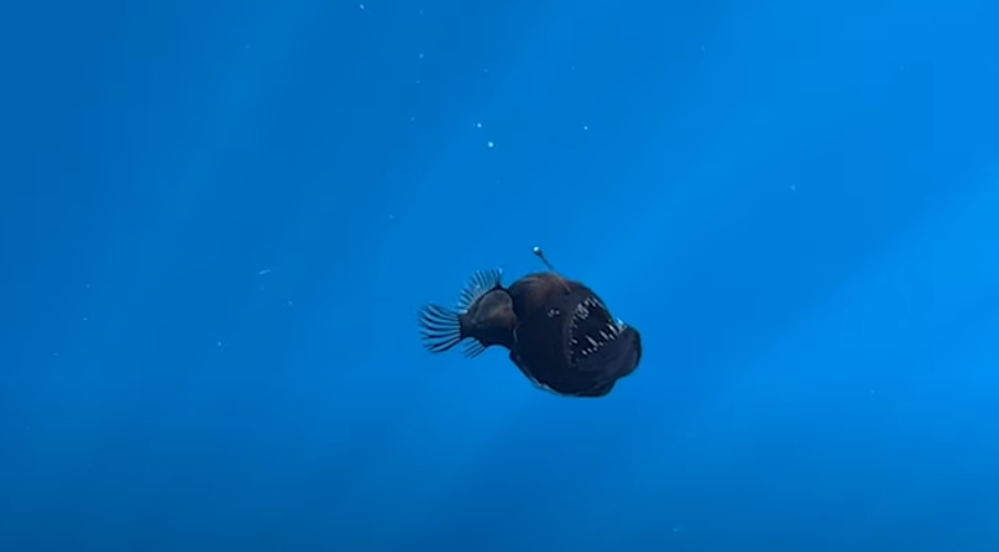 Anglerfish ปีศาจทะเลสีดำที่หายากเห็นในเวลากลางวันใกล้กับสเปน