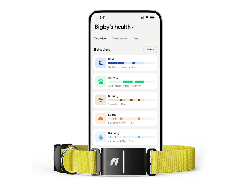 Fi smart dog collar in yellow around a smartphone