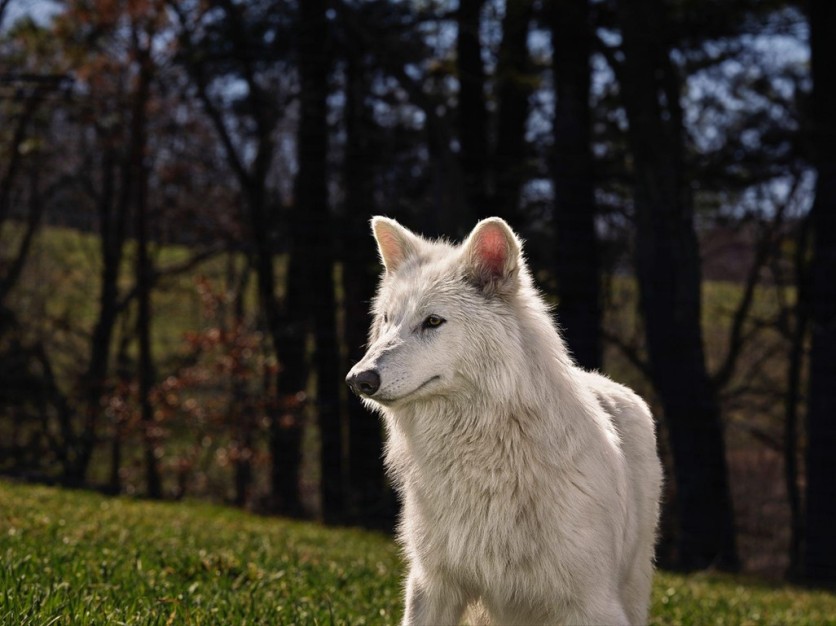 What Colossal's Dire Wolves Mean for Biodiversity Protection