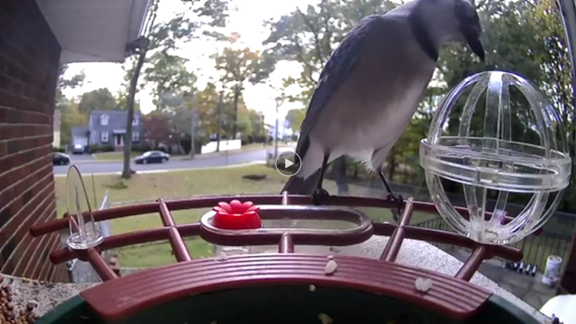DETIKO Smart Bird Feeder with Camera