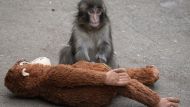 Punch the Macaque Monkey