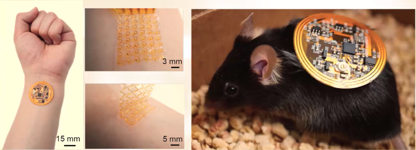 Bioelectric skin prototypes on humans and mice.