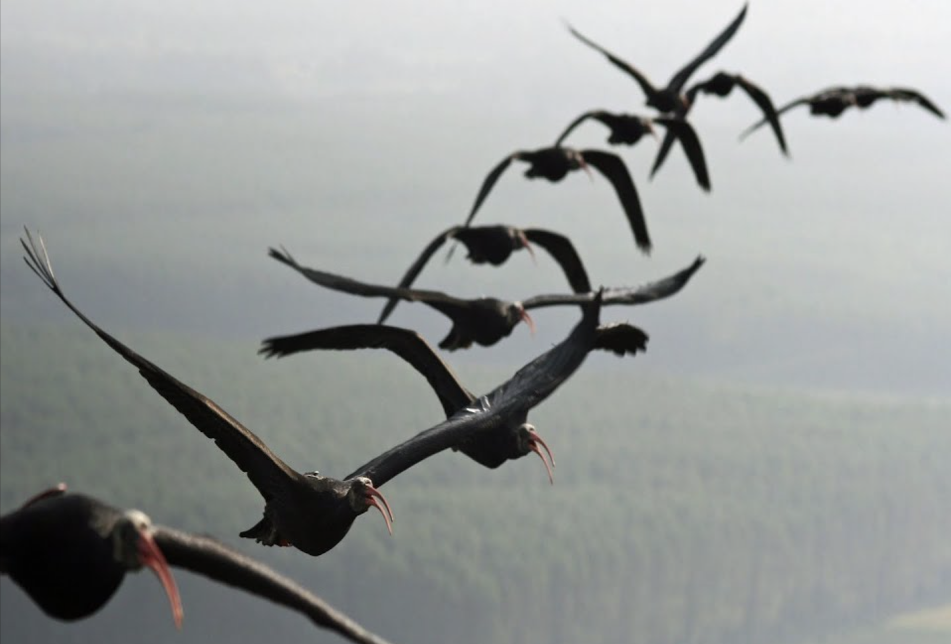 Bird Flocks Ignore Newton's Third Law: Physicists Finally Have Tools to Simulate Them