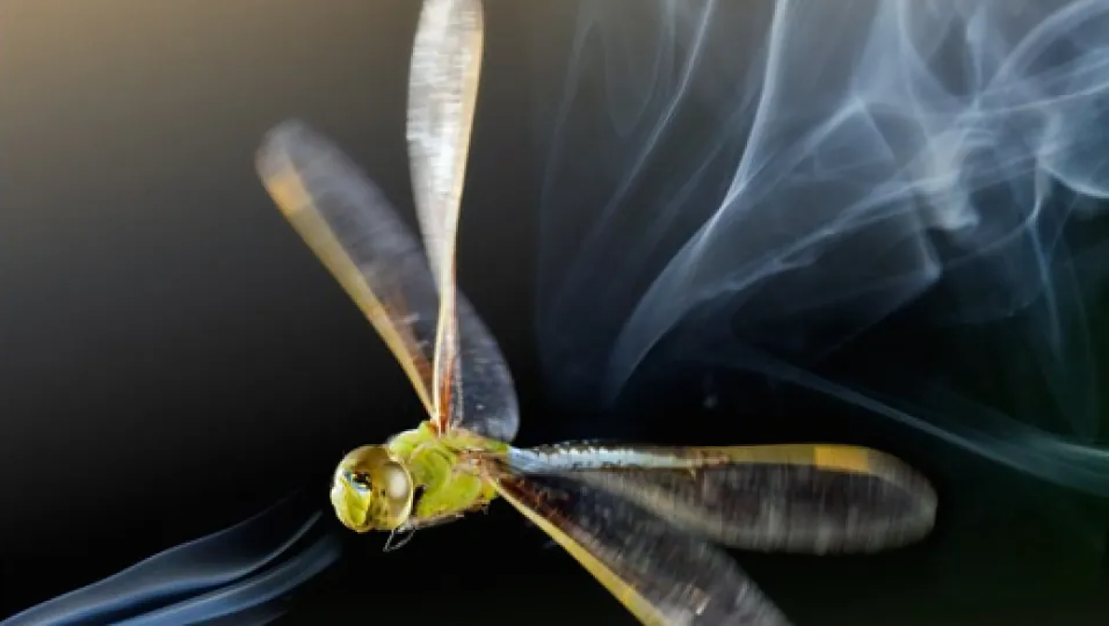 100 Species Confirmed in First Global Count