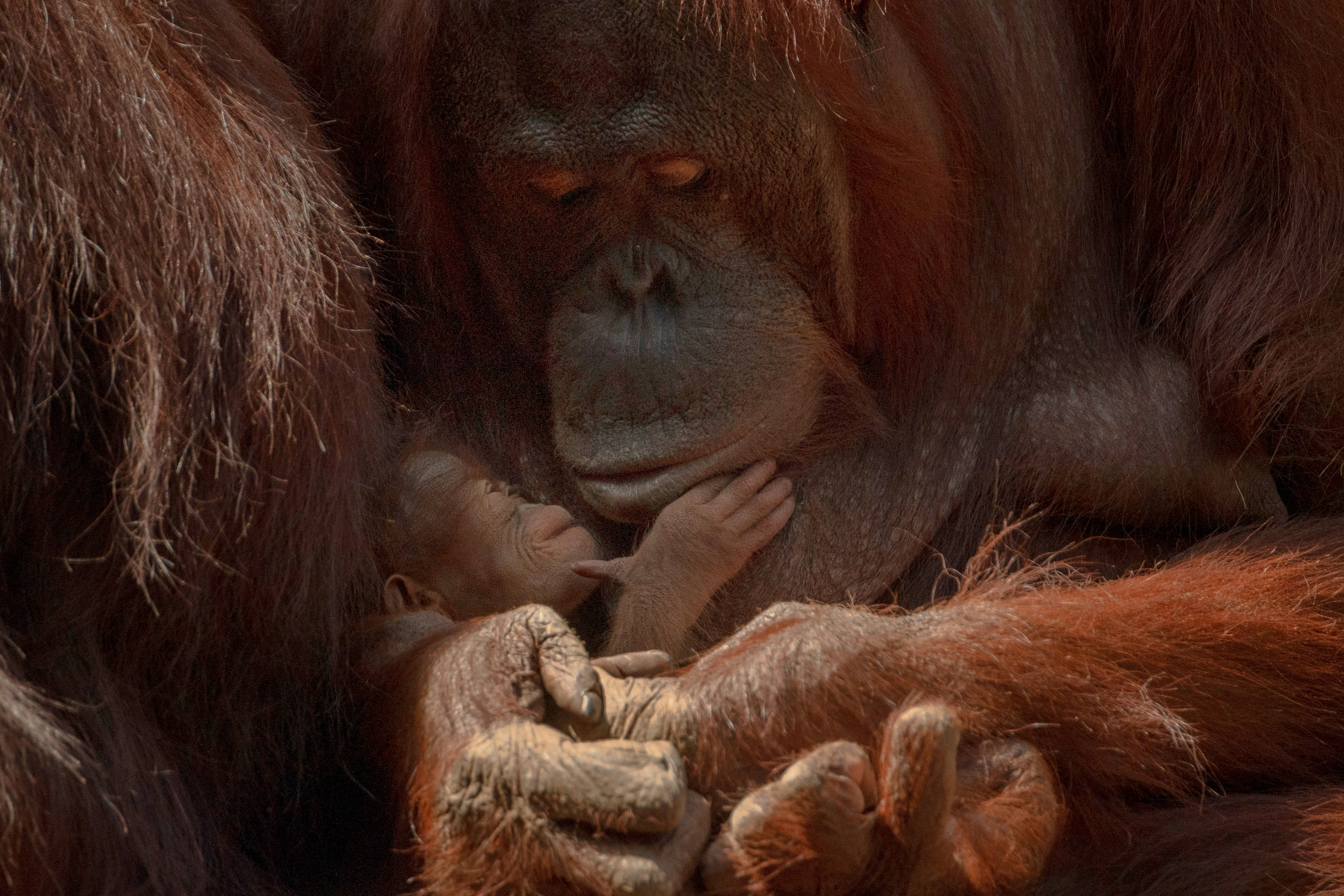 Bornean Orangutans Pair Medicinal Plants in Patterns That Hint at Ancient Pharmacy