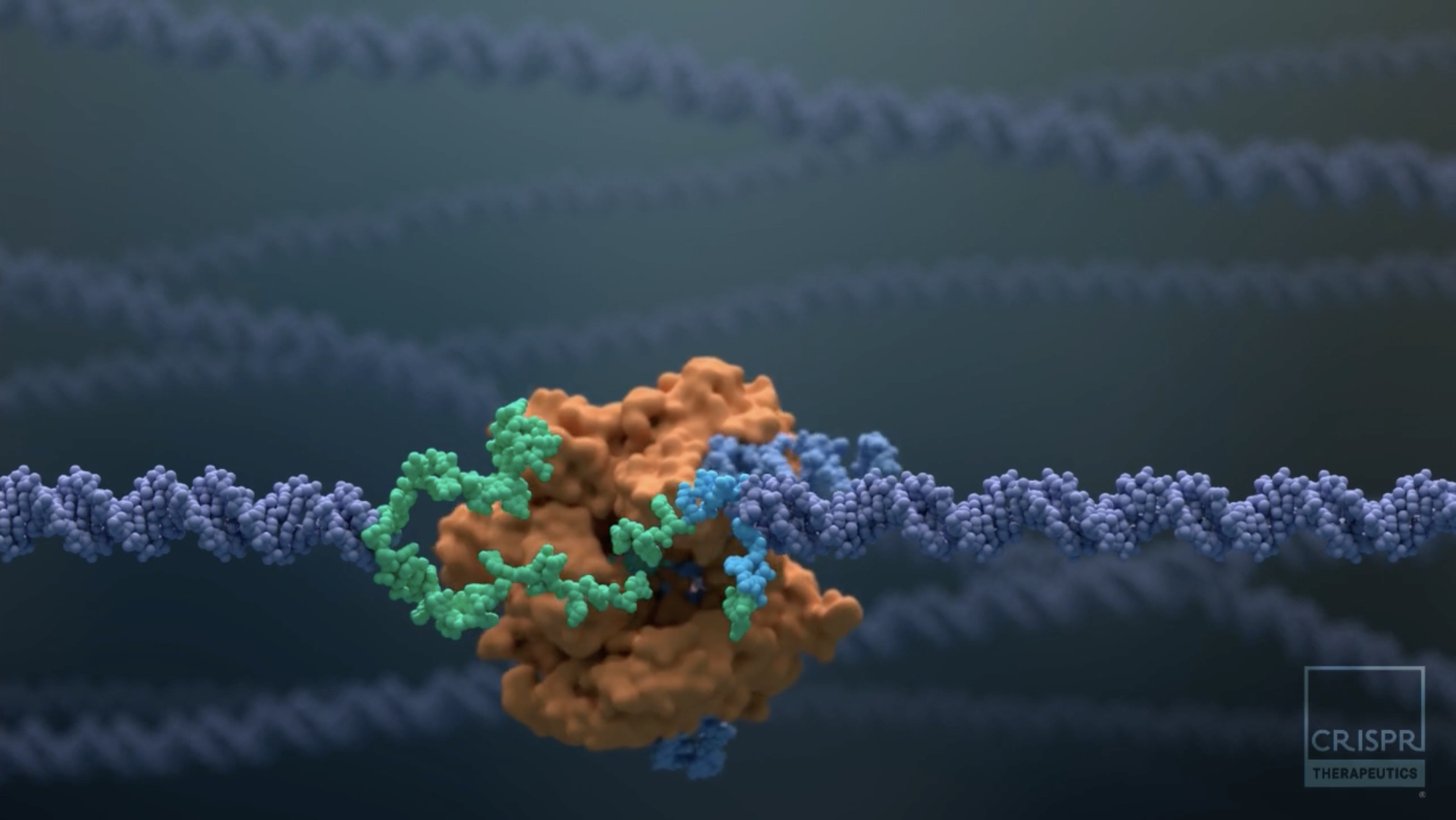 Gene Editing Could Rescue 28,000 Discarded Organs: CRISPR Roadmap Targets Perfusion Window