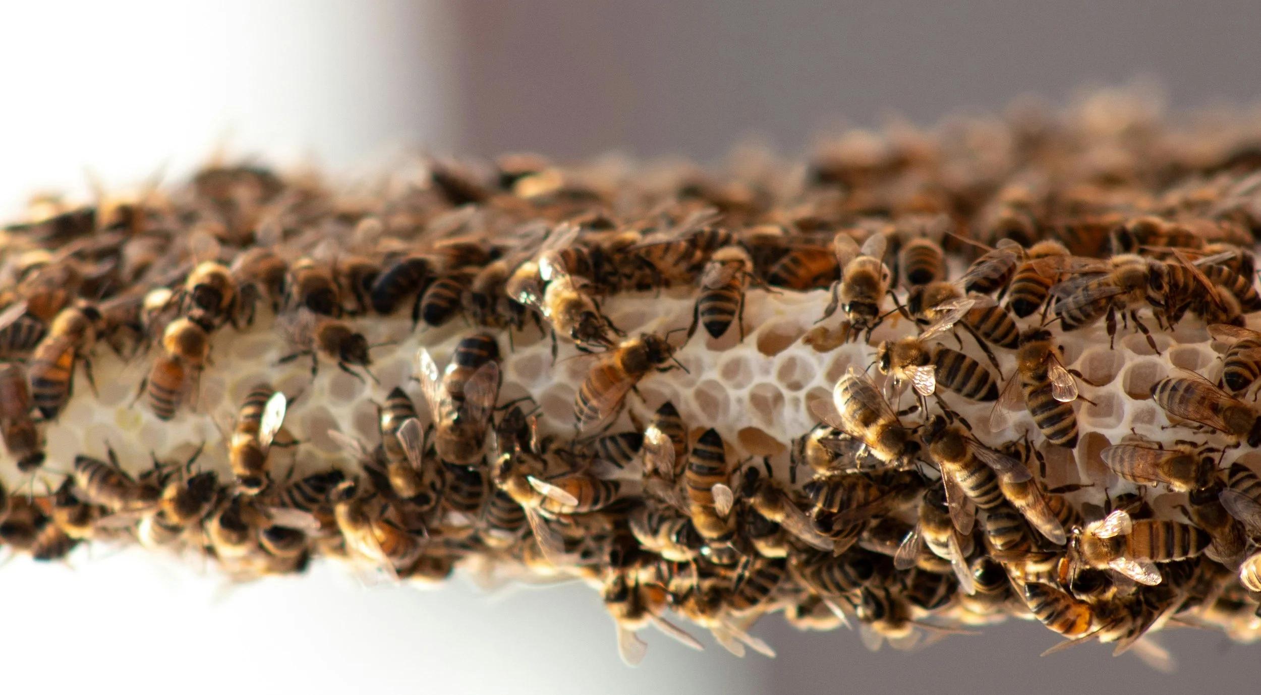 First Insect Vaccine Bypasses Antibody Barrier With Epigenetic Immune Priming