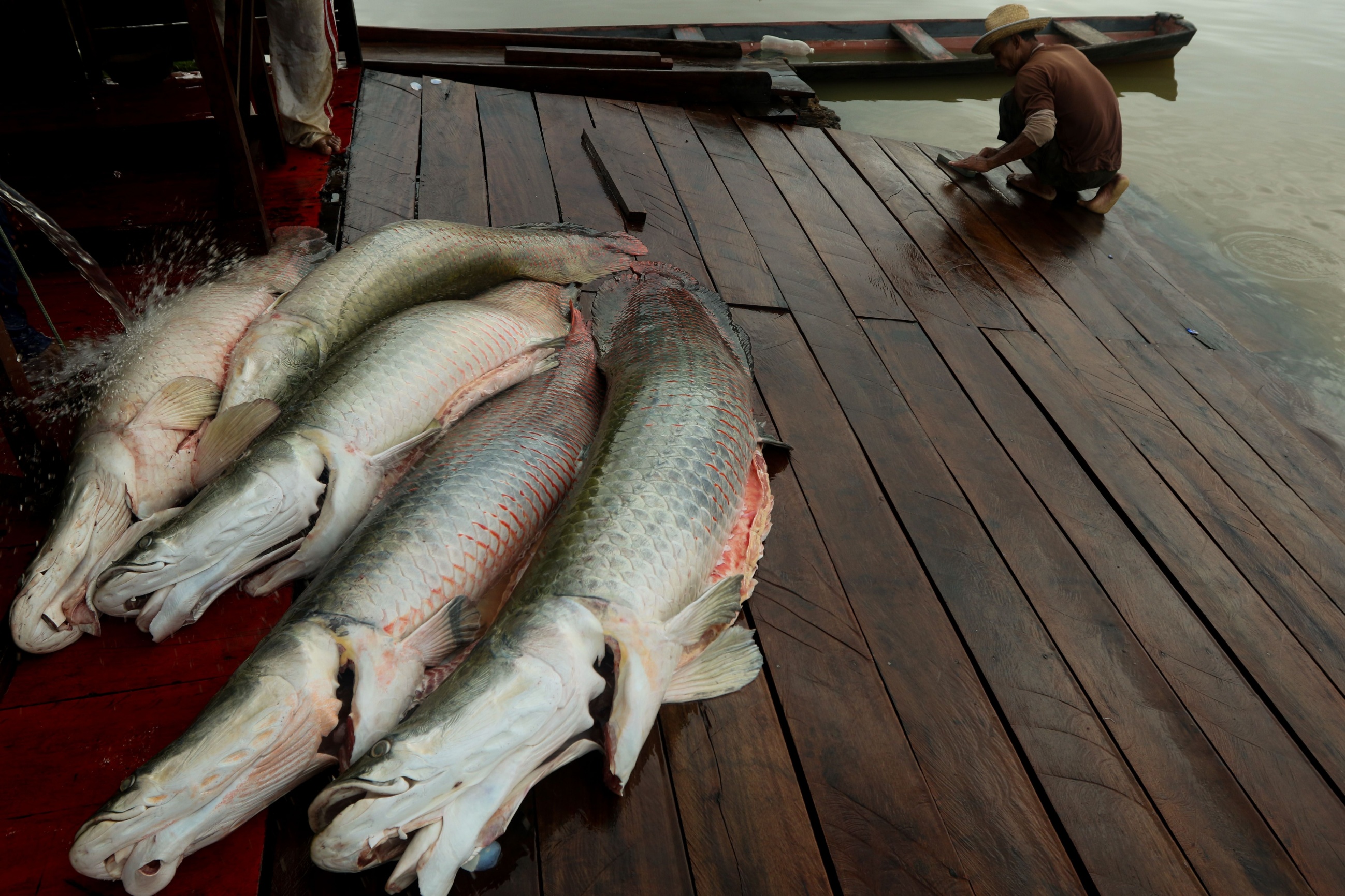 Amazon's Most-Consumed Fish Carry Microplastics: A Basin-Wide Food Security Crisis