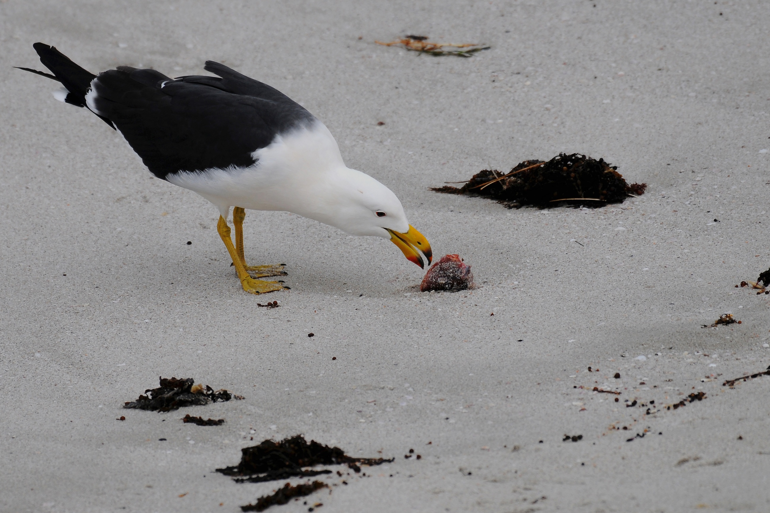 Bird Flu Kills 84 Terns at Baudin Rock as Silver Gulls Threaten to ...