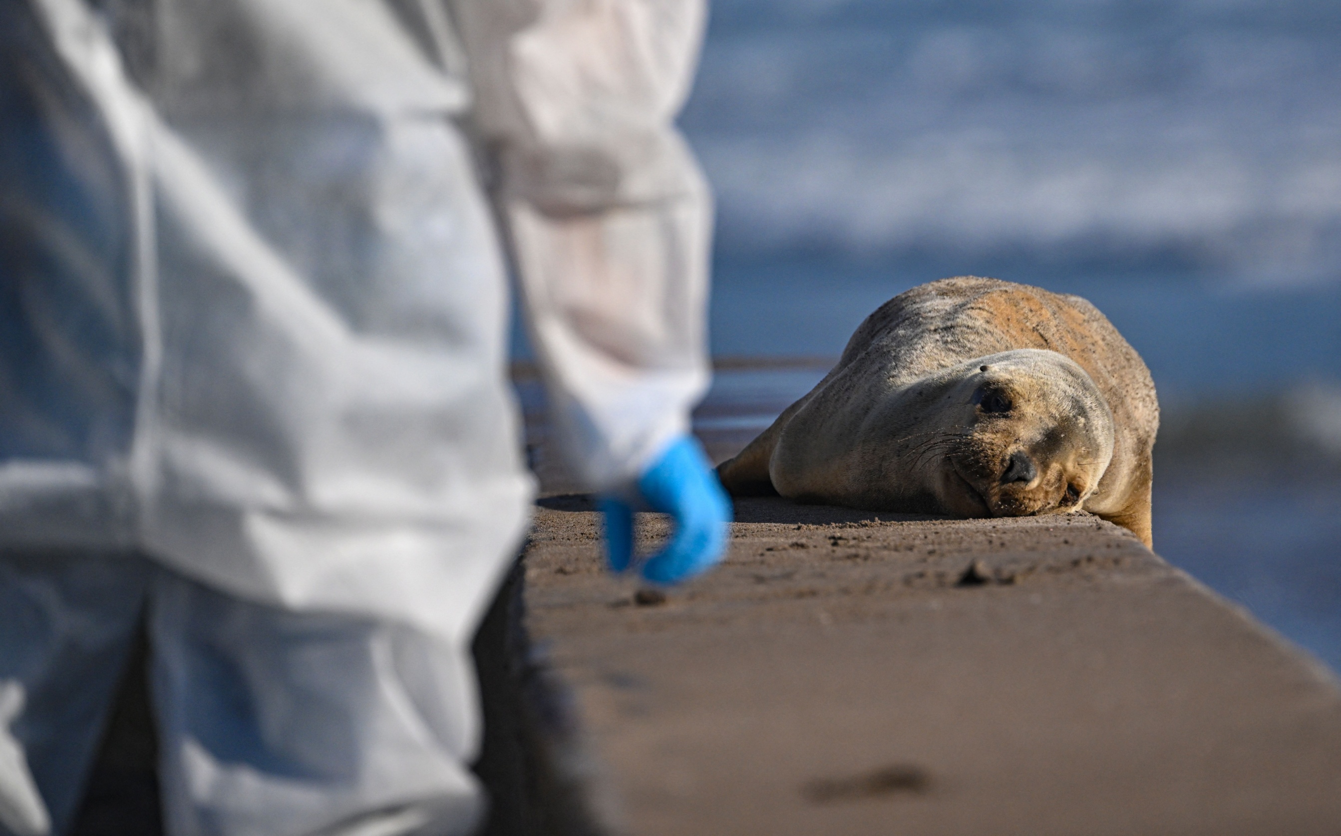 Bird Flu at Seal Bay Threatens Australian Sea Lions With Extinction-Level Breeding Failure