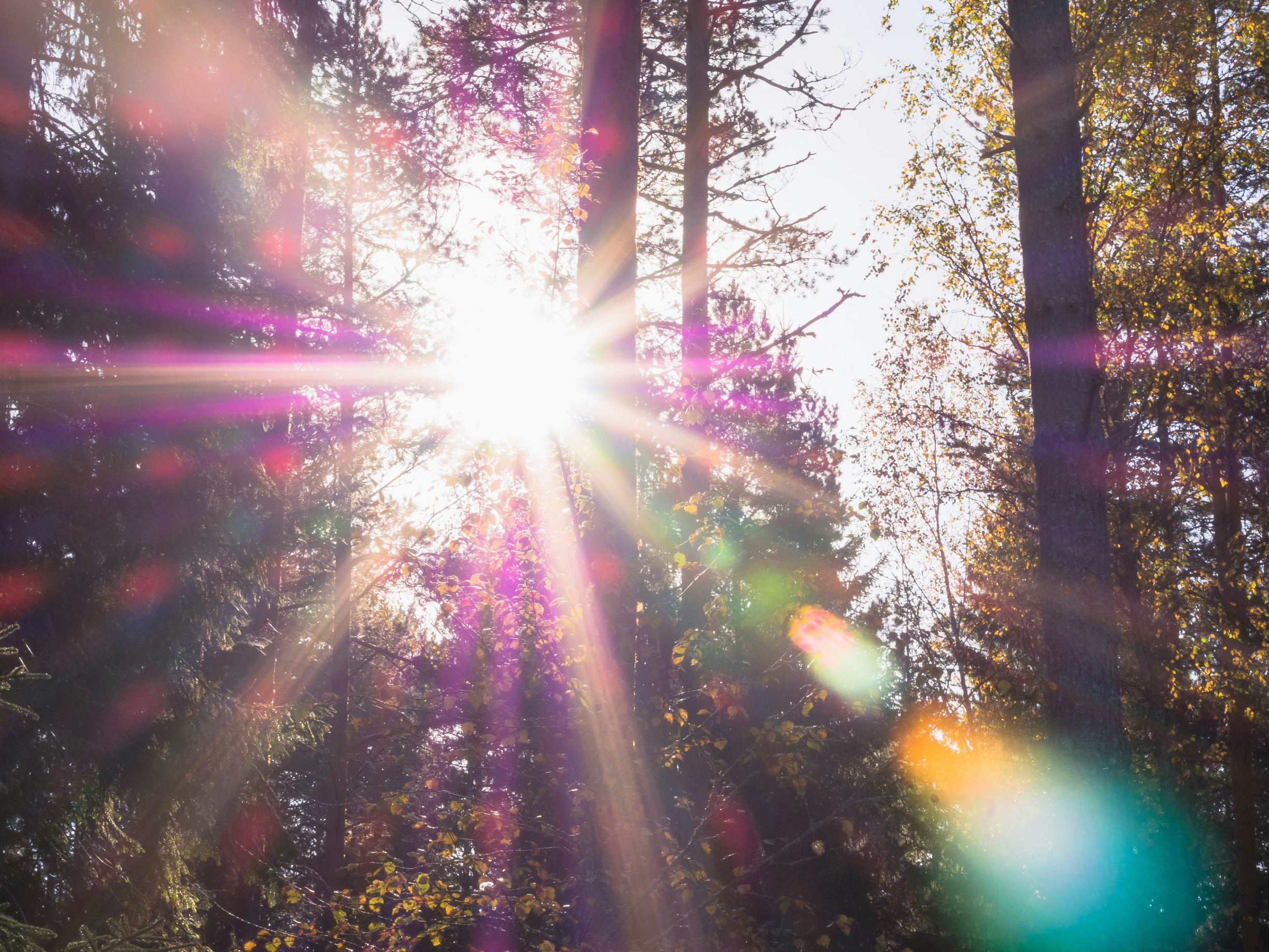 Ottawa and Max Planck Prove Sunlight Generates Quantum Entanglement Without Laser