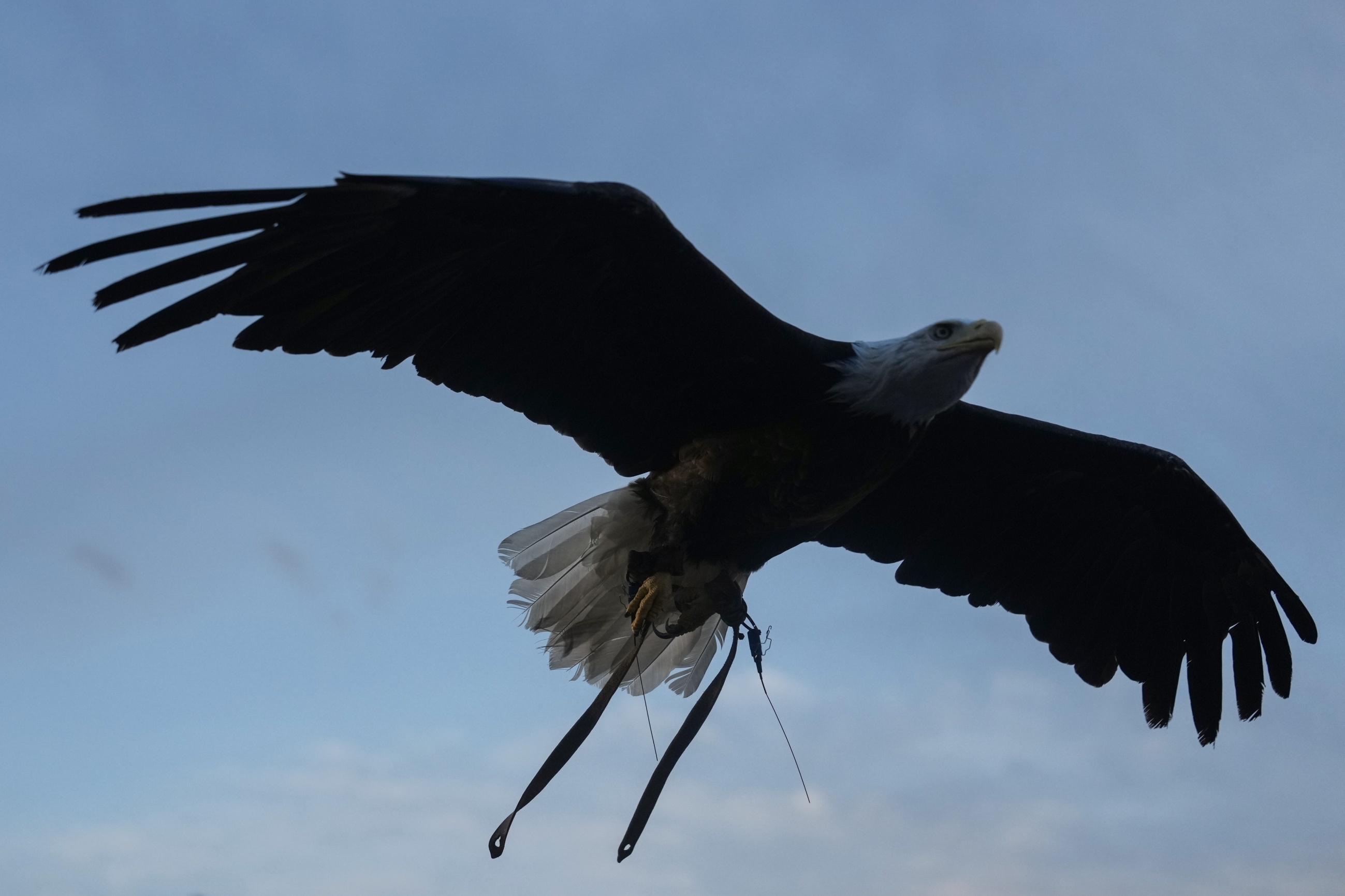 Big Bear Bald Eagle Jackie Dies As AI Generated Fakes Harassed Care Team Big Bear Bald Eagle Jackie Dies As AI Generated Fakes Harassed Care Team