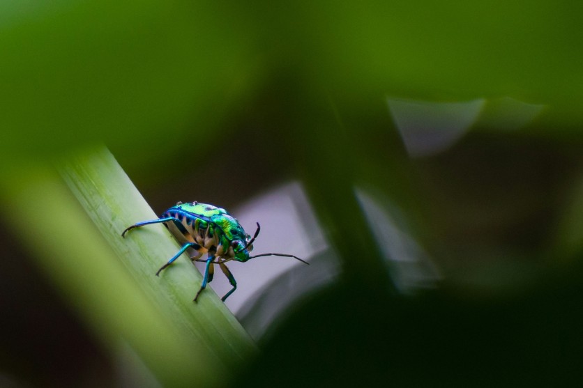 Jewel Bug