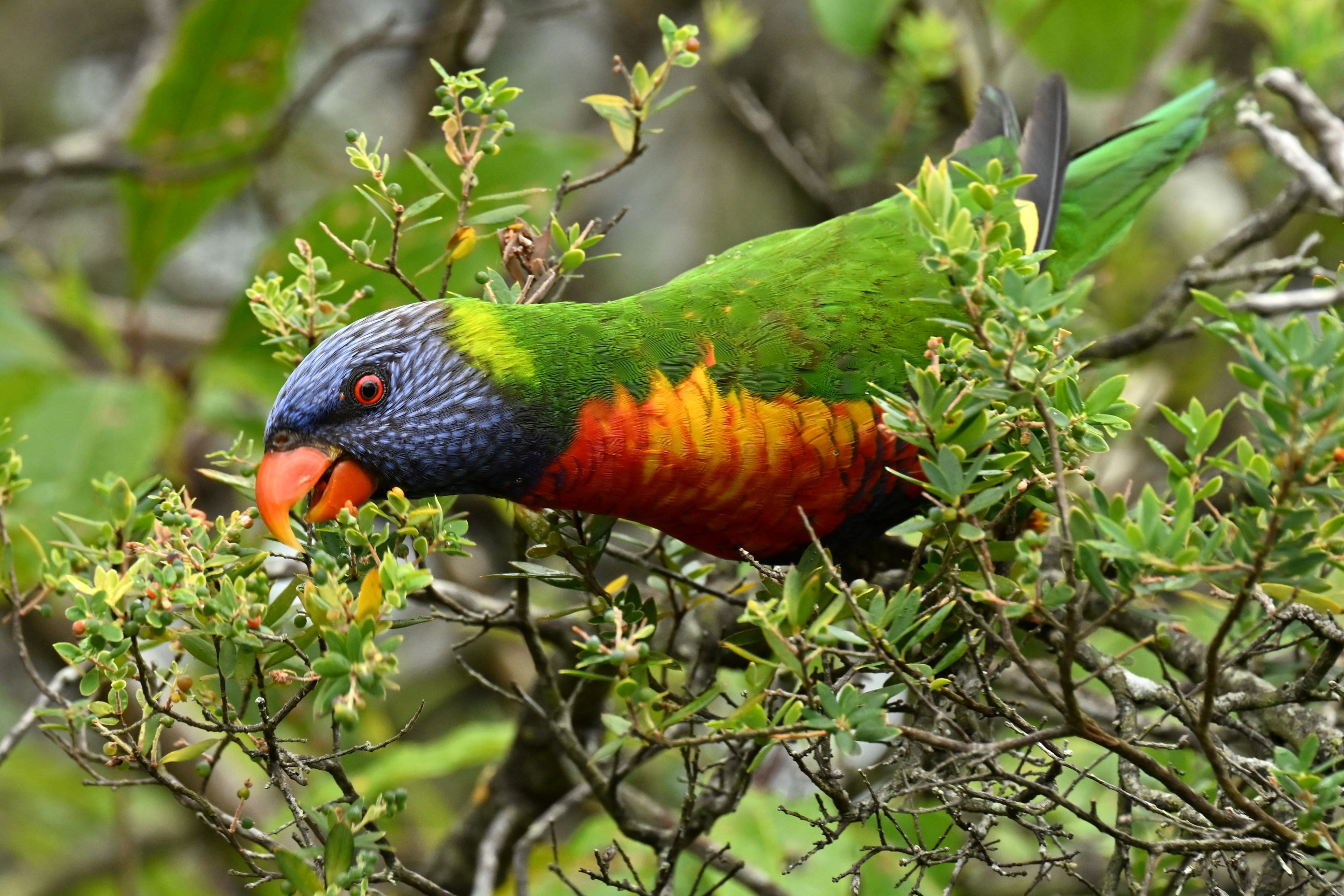 rainbow lorikeet eats tree spring morning along