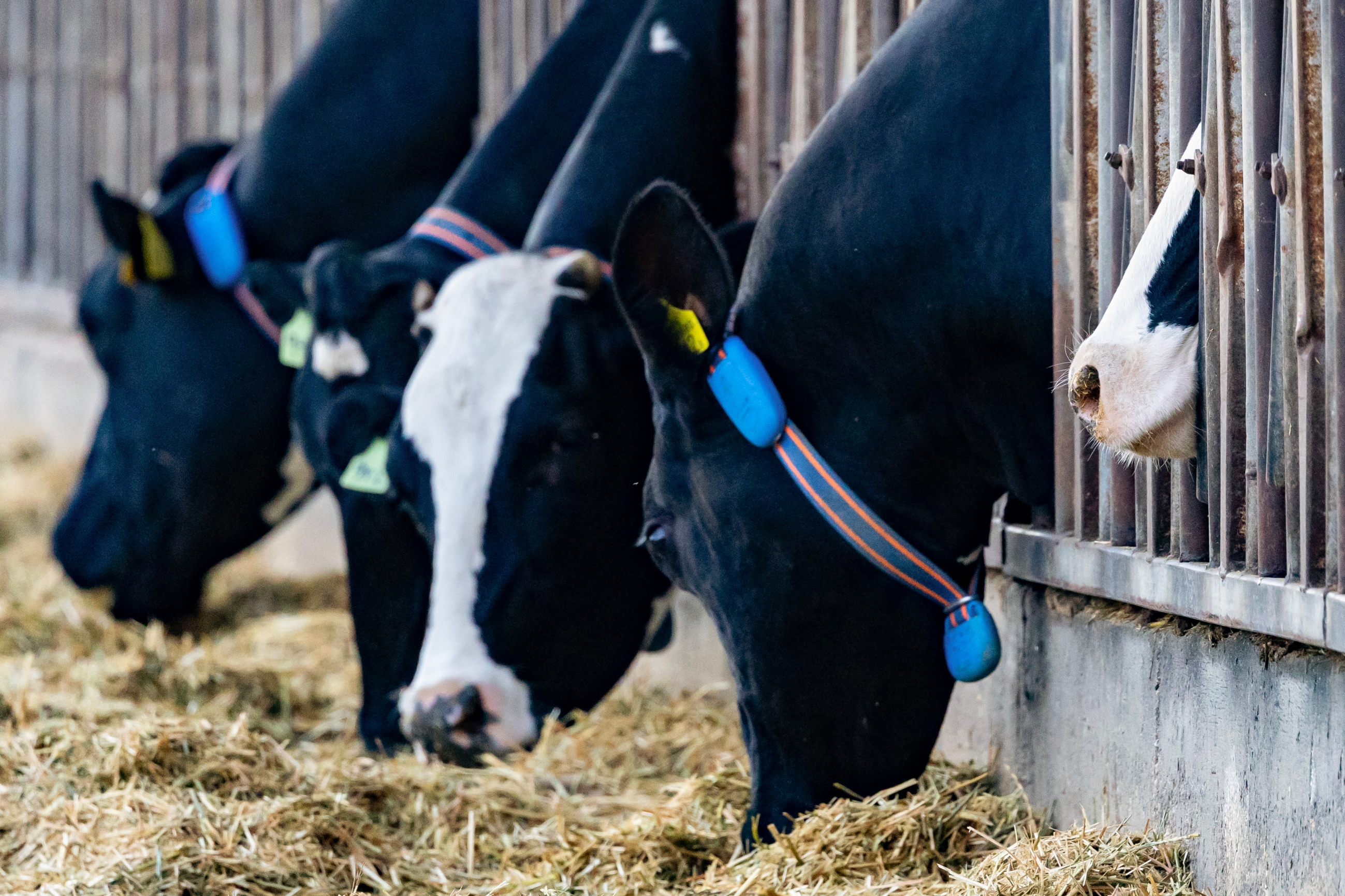 Kentucky Forage Research Lab Fully Funded at $102M to Beat Fescue Toxicosis