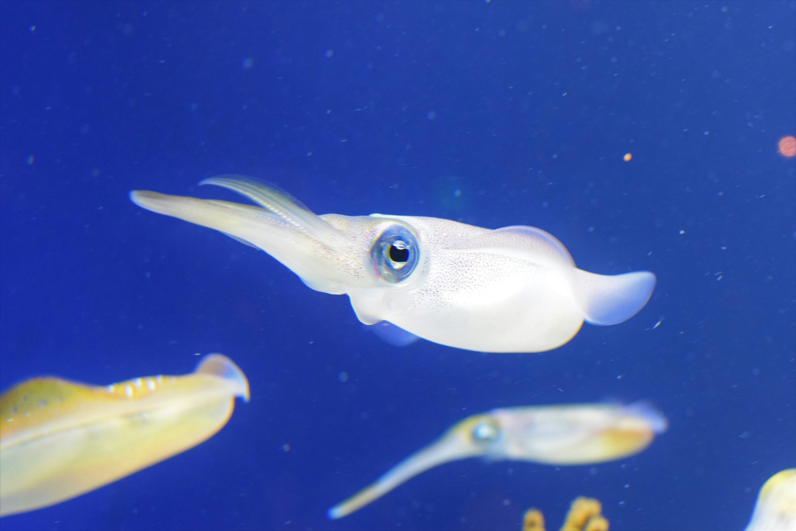 Japanese Flying Squid Find Spawning Habitat but Larvae Hit Record Low, Study Shows