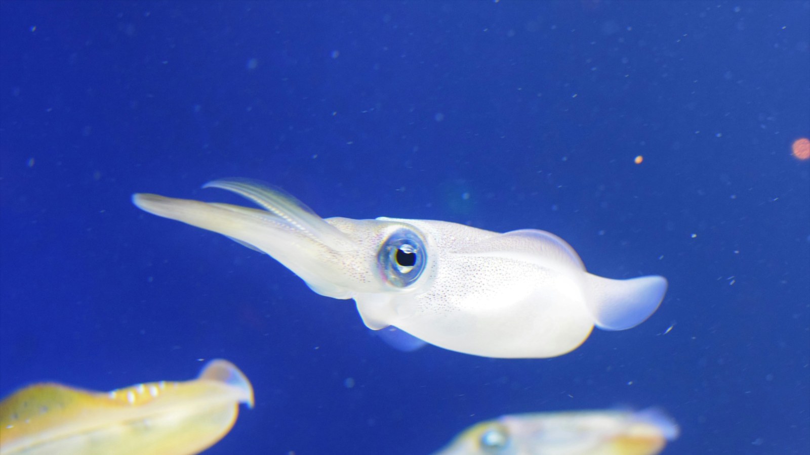 Japanese Flying Squid Find Spawning Habitat but Larvae Hit Record Low, Study Shows