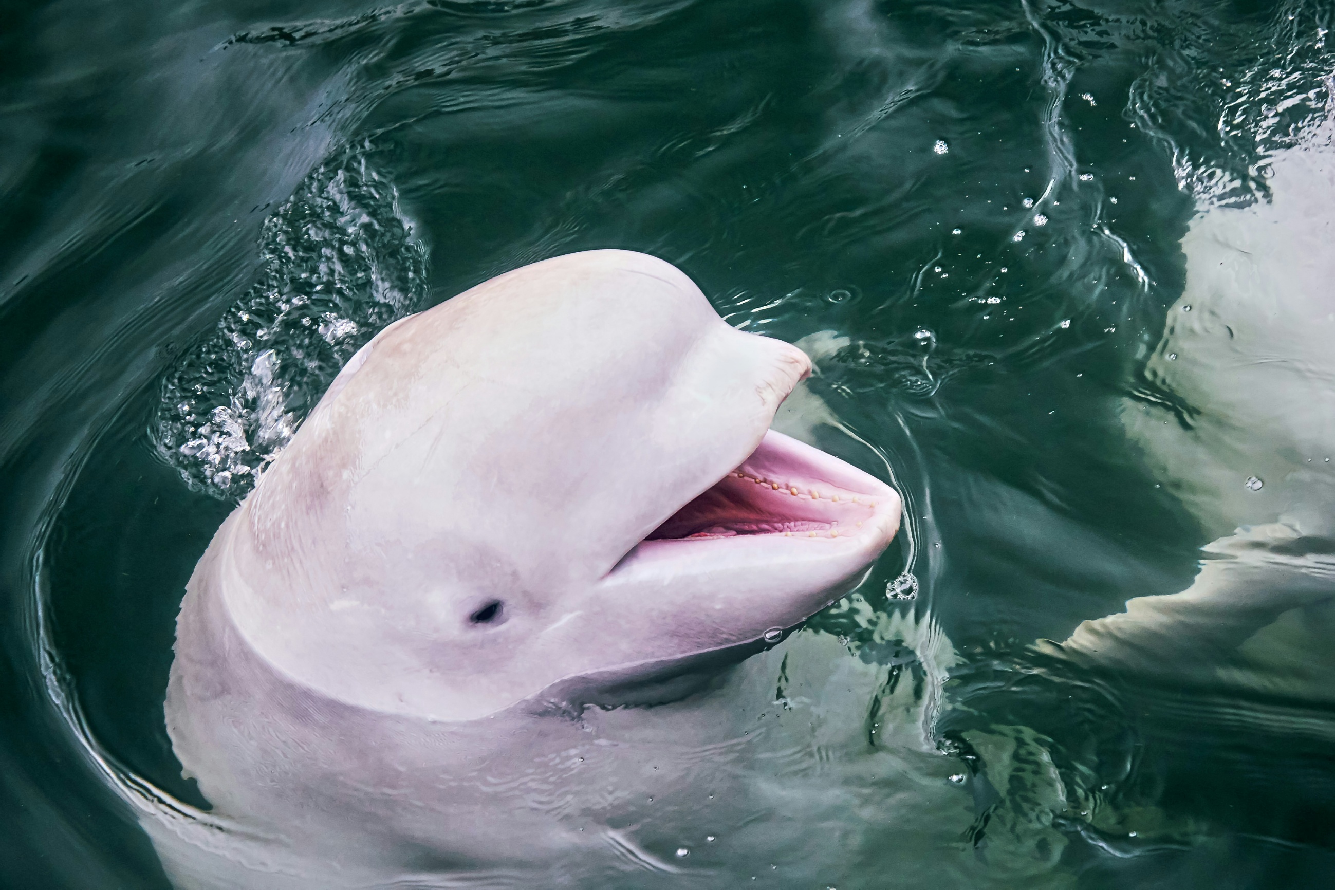 Drone AI Trained on 34 Beluga Images Finds Calves Supervised Models Miss