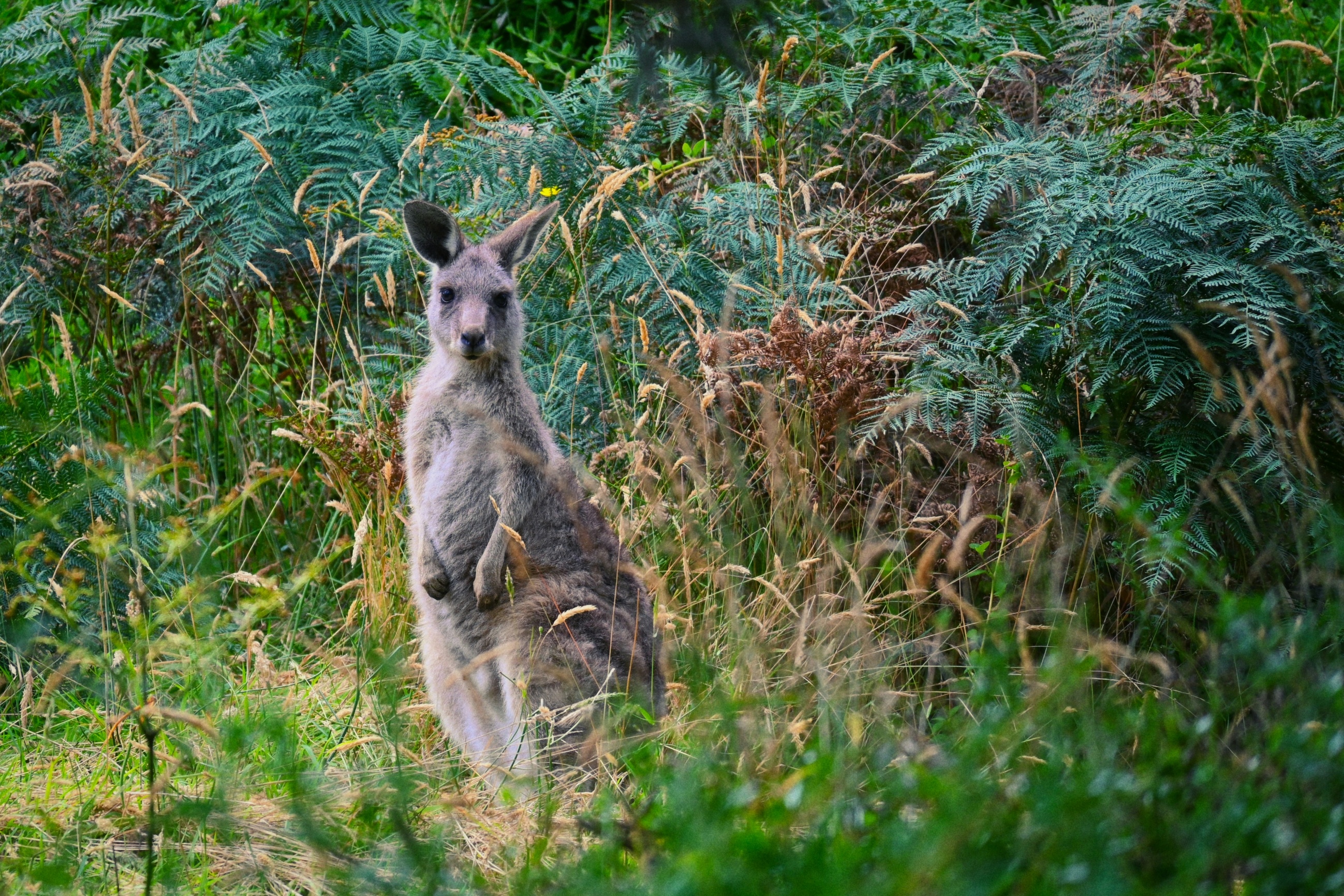 Indigenous Conservation Outperforms Australia's National Parks at One-Sixteenth Per-Hectare Cost