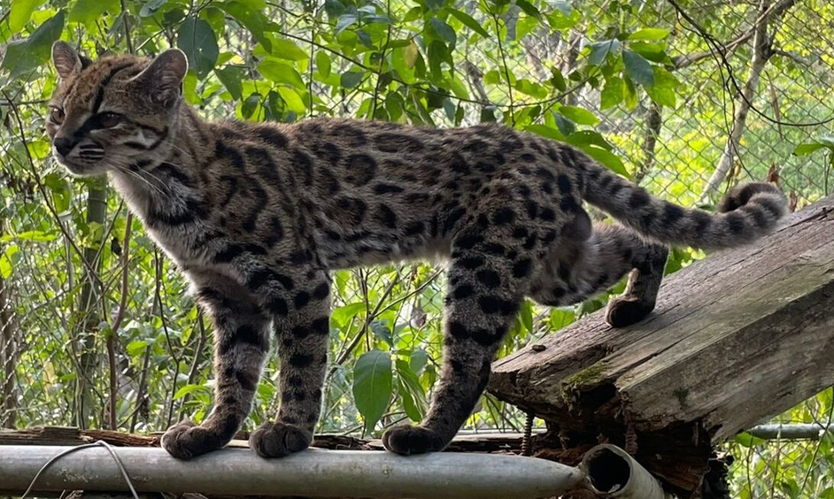 Whole Genome Analysis Names First New Wild Cat Species In Over 100 Years