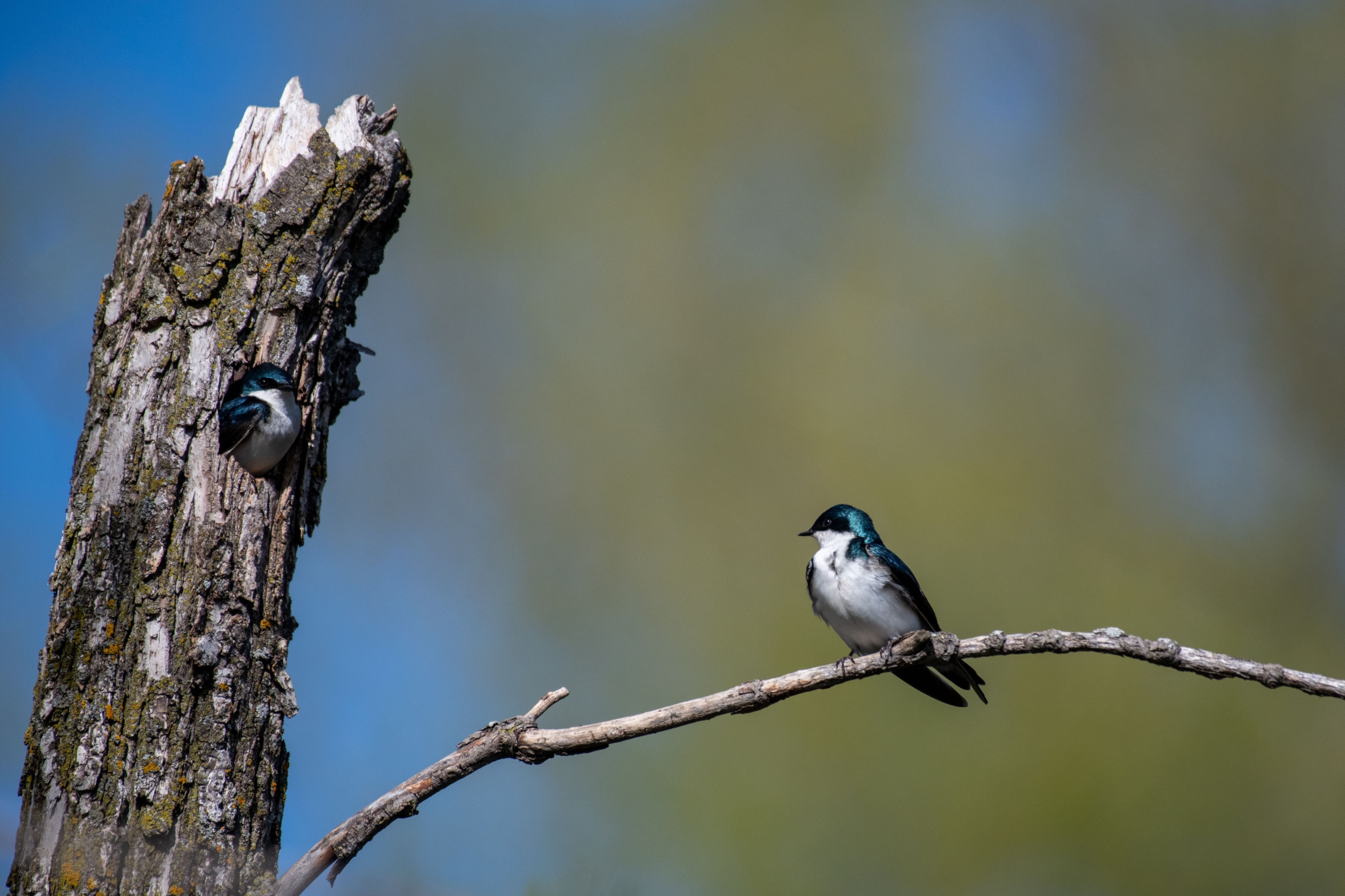 Canadian Smoke Delayed Songbird Nesting by 9 Days; Cornell Scientists Map ...