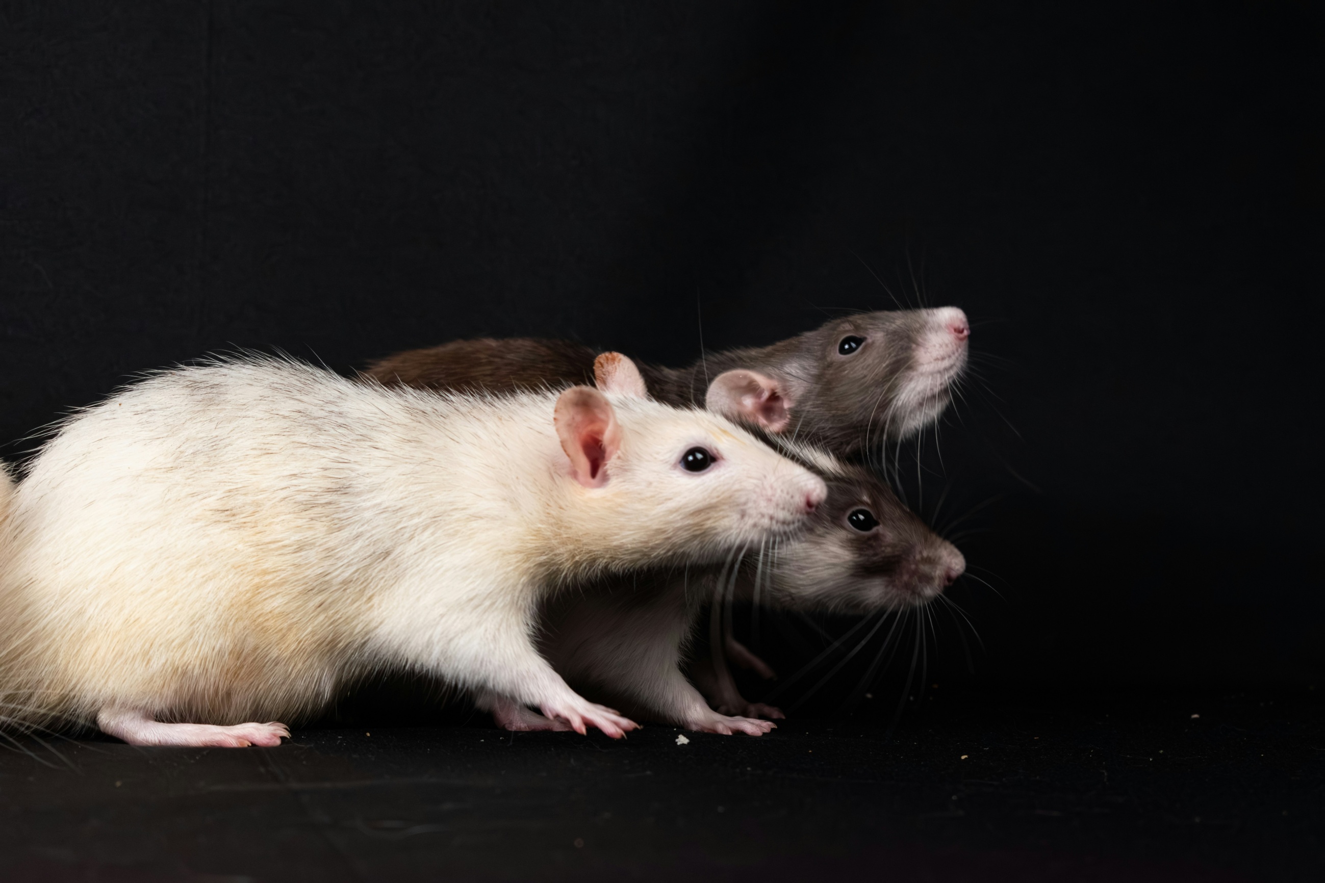 Overtrained Brain Cannot Shut Off: Dopamine Stays Elevated Hours After ...